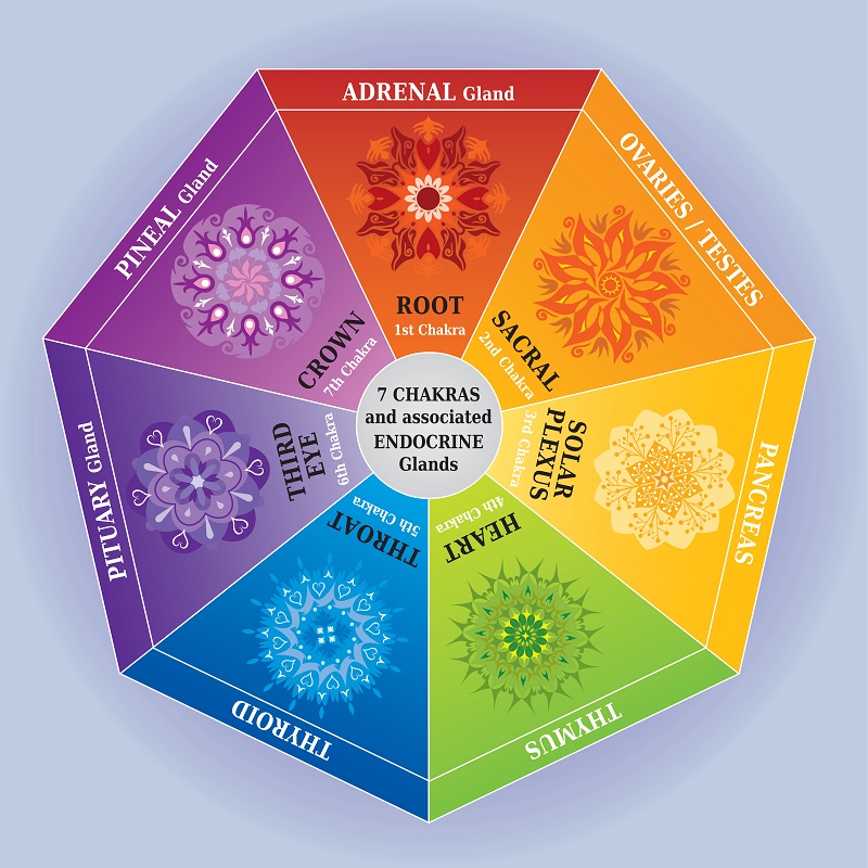 Chakra Color Chart endocrine